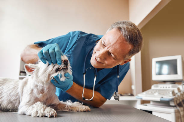Best 24-Hour Emergency Dentist  in Pasadena Hills, FL